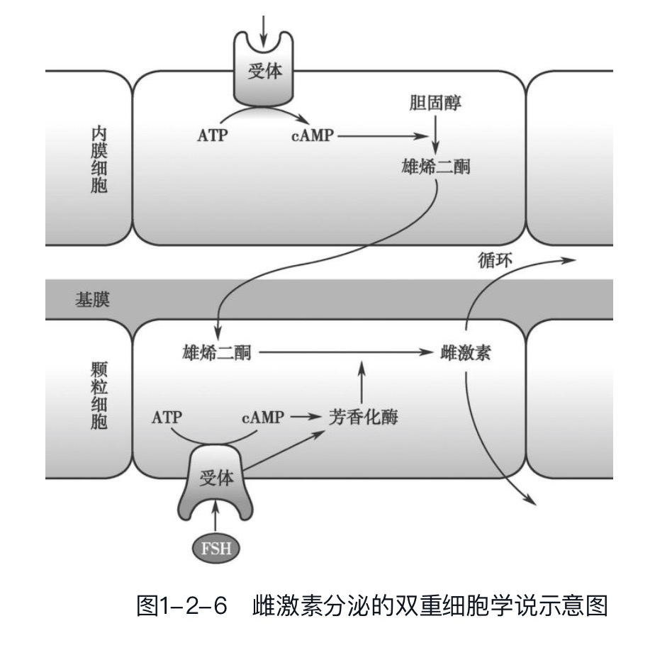 弤صϳ 