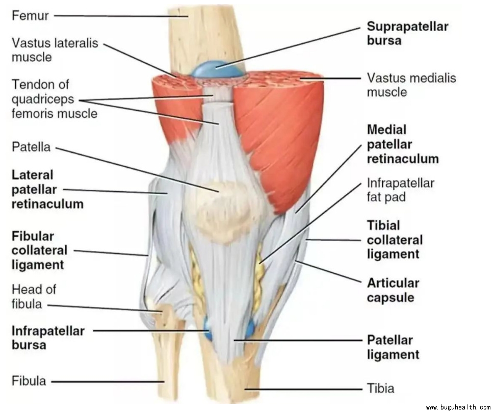 ����ҽѧ���ա����ǿ��������ǿ�����ϥ�ؽ�����