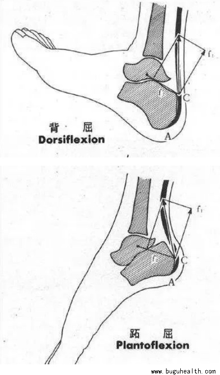 布骨医学科普：如何通过康复训练改善踝关节活动受限 布骨医疗